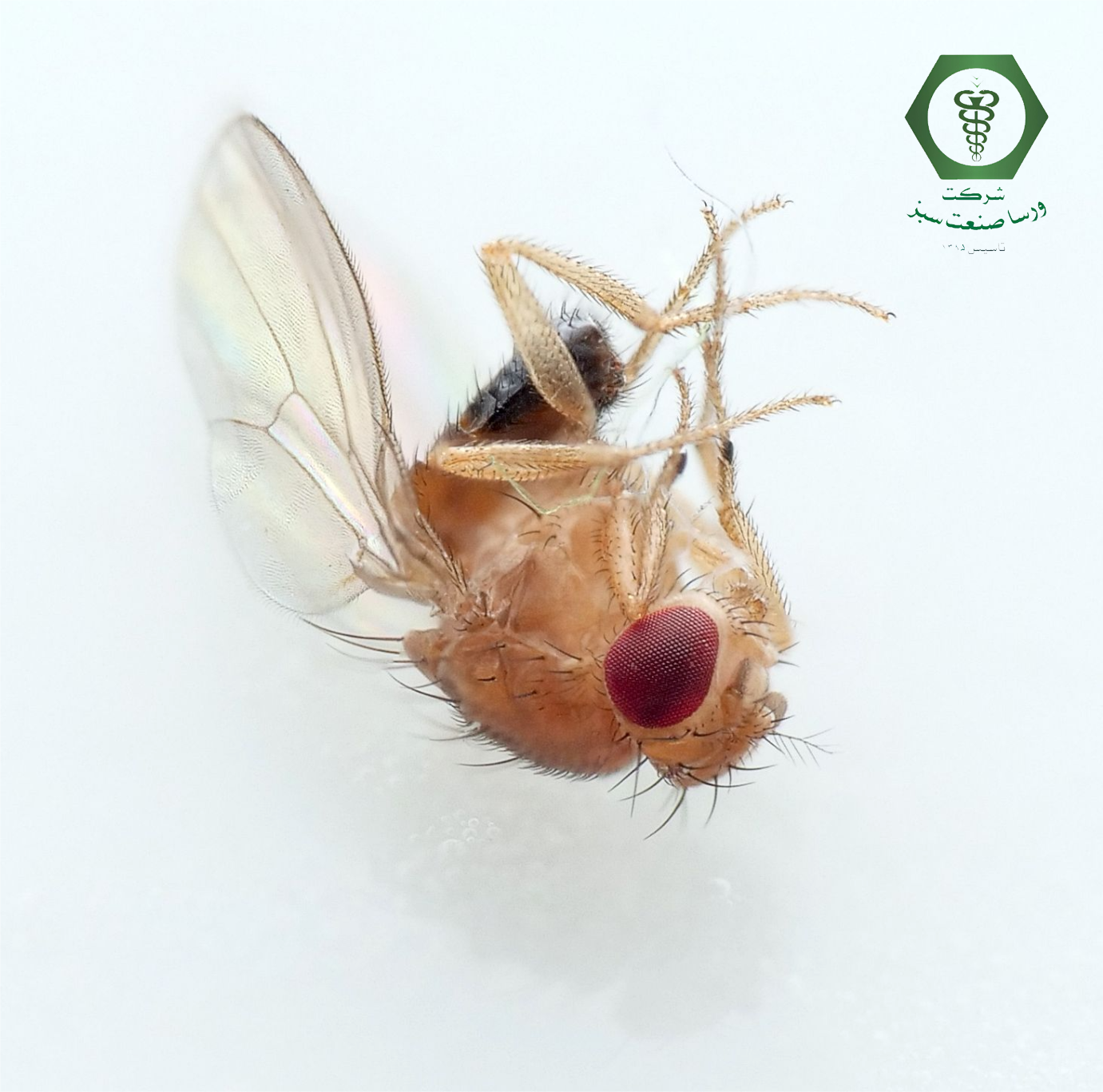 Drosophila melanogaster مگس سرکه یا مگس میوه ریز